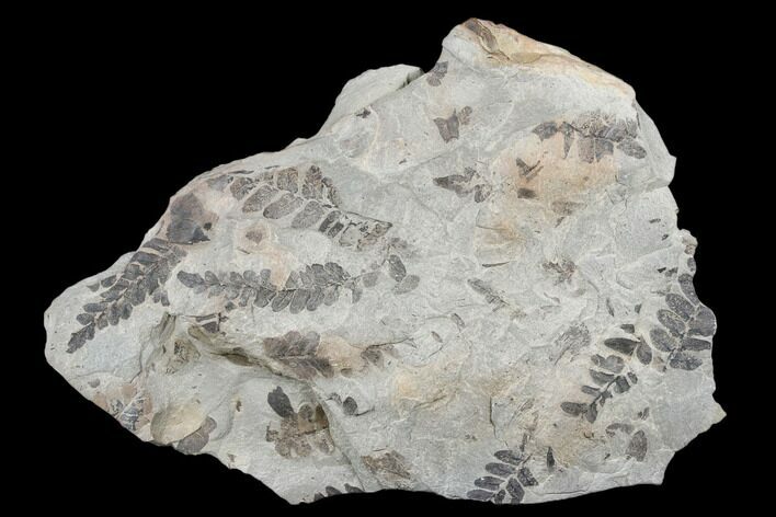 Pennsylvanian Fossil Fern (Neuropteris) Plate - Kentucky #176764